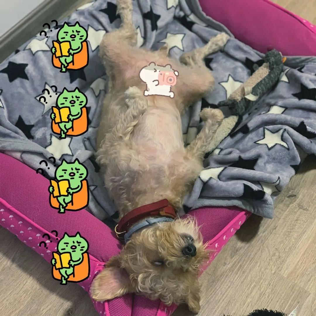 模仿狗狗睡姿,分享下你家狗子的睡姿