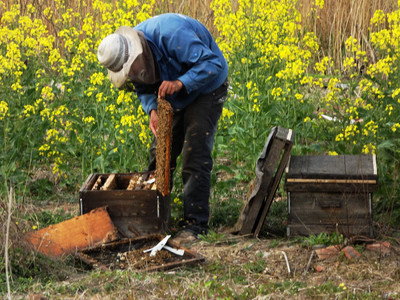 蜂群春繁保温的正确方法,活框养殖中蜂春繁准备工作