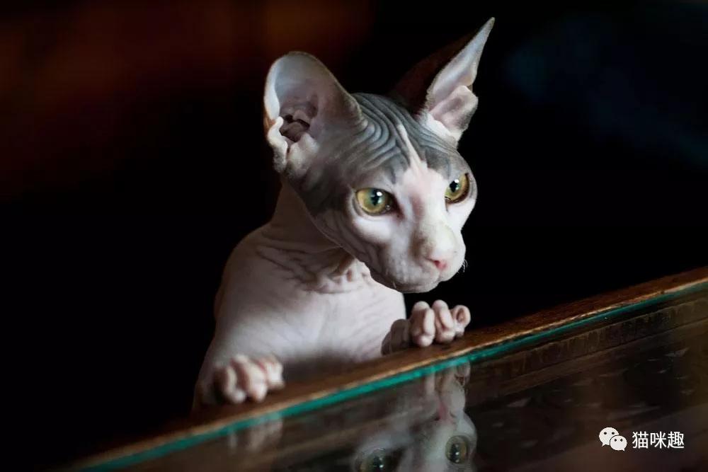 猫常见的病预防和治疗,猫传染给人的四大疾病