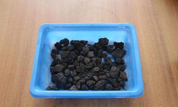 虹之玉多肉叶插成活率高吗,圣诞东云多肉叶插成活率