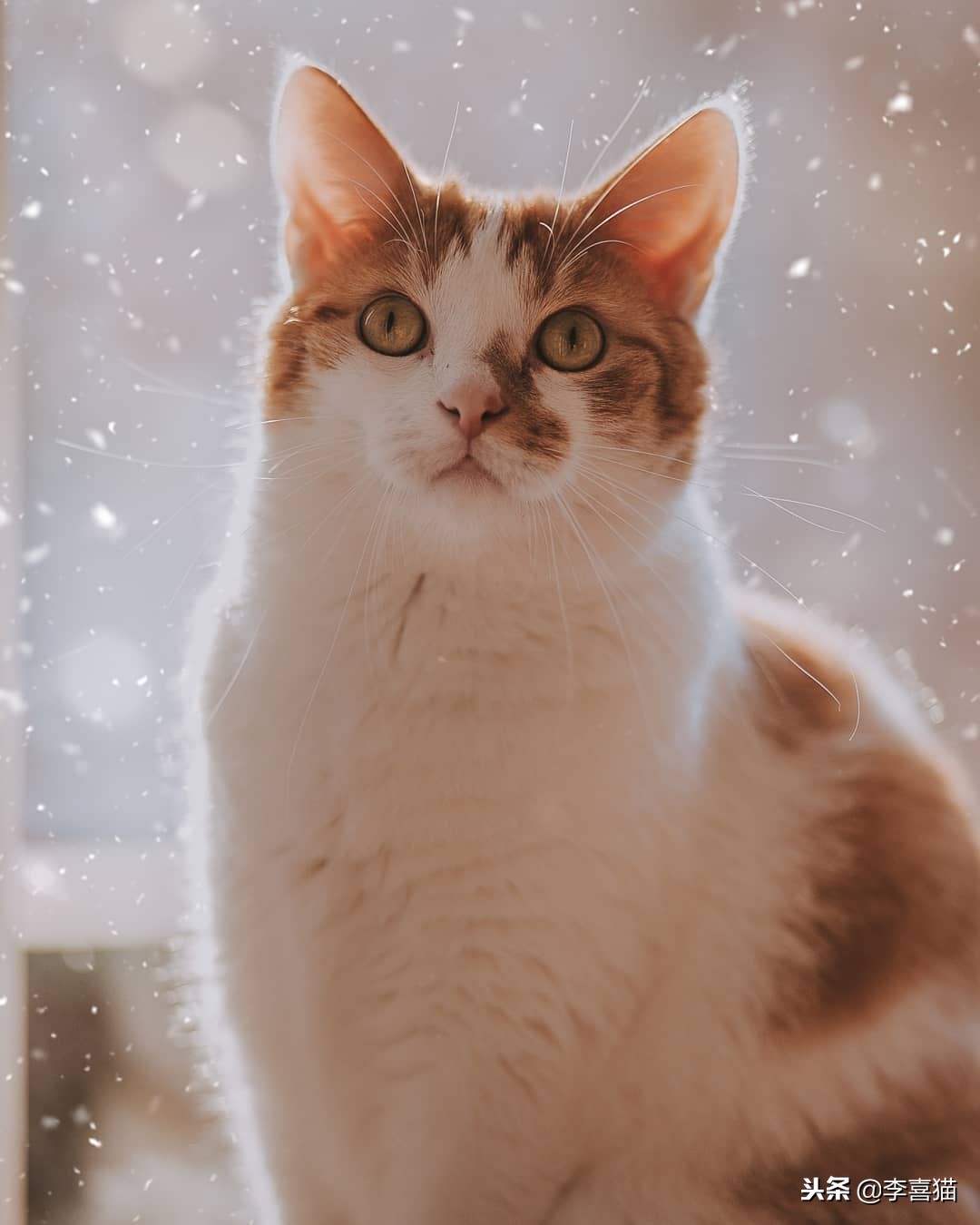 冬天养猫需不需要加湿器,冬天猫咪怎么养才不冷