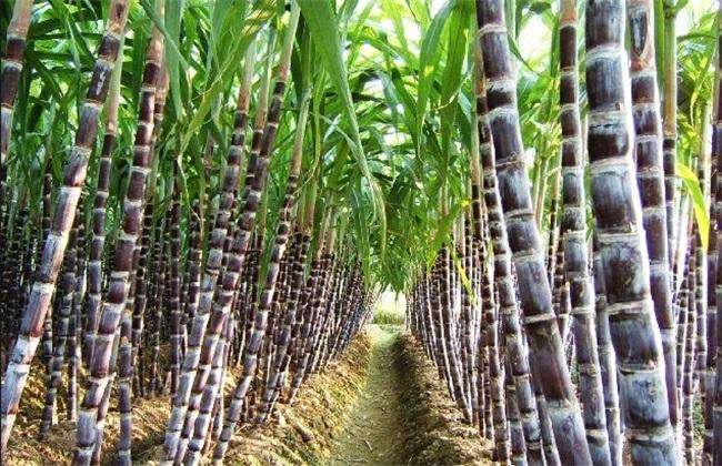清明蔗毒过蛇原是霉变惹的祸,清明蔗真的毒过蛇真相原来是这样