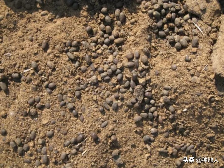 羊粪做有机肥复杂吗,自己制作羊粪有机肥怎么操作