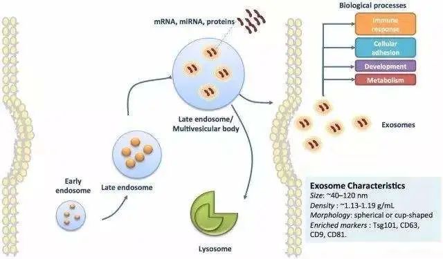 全脂奶和脱脂奶哪个更适合减肥,全脂奶和脱脂奶的区别减肥