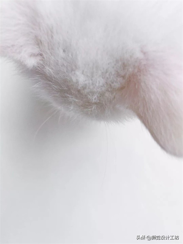 一张照片就能做出一幅海报,随手一拍怎么拍成大片