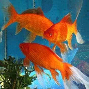 饲养大型冷水观赏鱼有哪些,冷水观赏鱼可以用加温棒吗