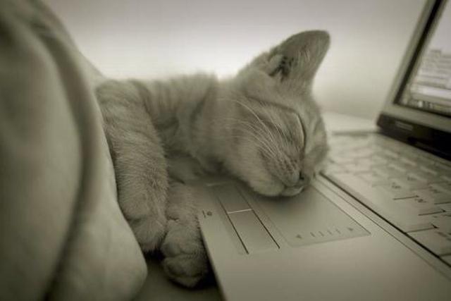 猫咪妨碍你工作求你跟他玩,猫咪打扰你工作怎么办