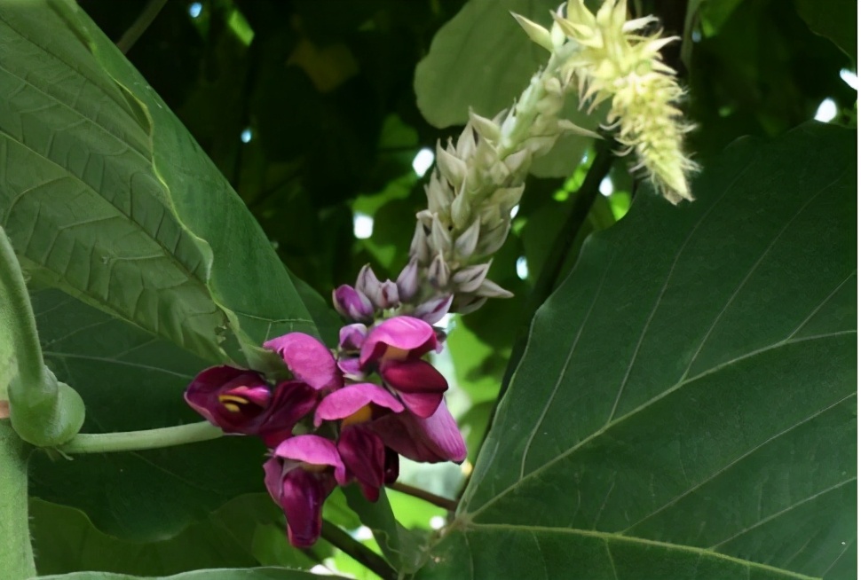 北有人参南有葛根,南有葛根北有人参的功效