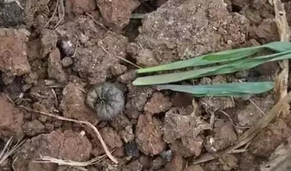 蔬菜害虫种类大全,蔬菜害虫分类及图片大全