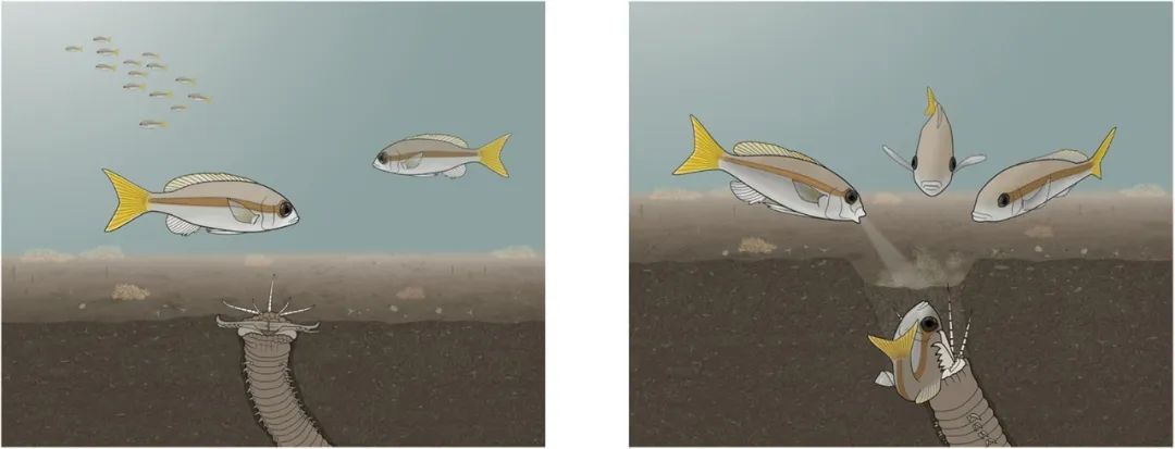 博比特虫可以吃掉一只鲨鱼吗,博比特虫捕食巨型鱼