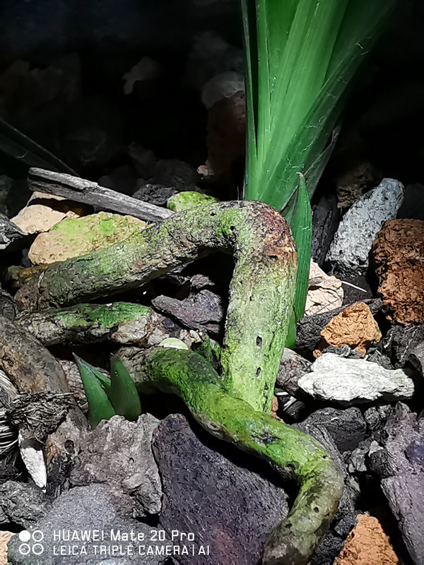 艺兰频道兰花价格,艺兰现在直播回放