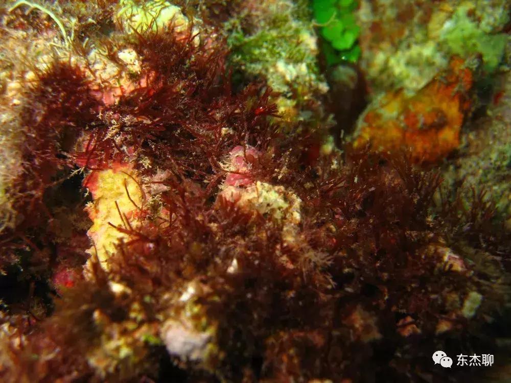 海水缸活石爆绿毛藻怎么处理,鱼缸里的绿毛藻怎么处理