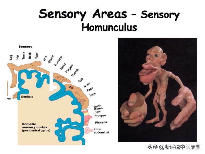 中枢神经系统断层解剖讲解,中枢神经3d解剖动画