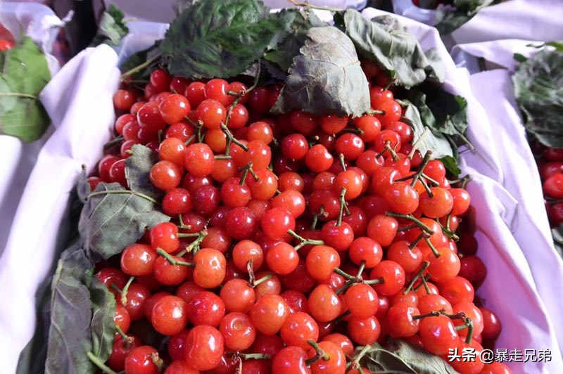 成都最大的水果市场,成都凌晨蔬菜批发市场