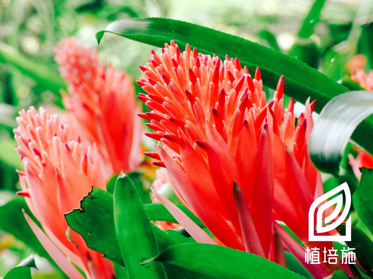 「植培施」水塔花Billbergiapyramidalis温室花卉栽培手册
