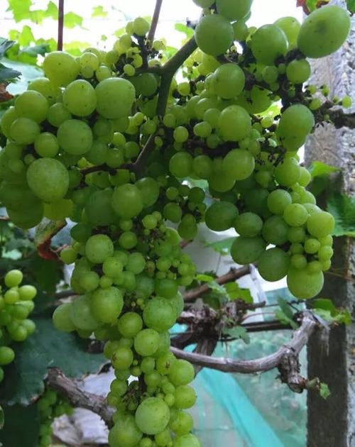 蓝宝石葡萄落花落果严重用什么药,如何防治葡萄落果严重