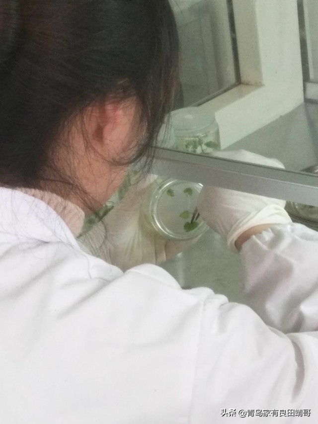 脱毒阳光玫瑰葡萄苗,阳光玫瑰特级苗