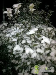 澶滈绲,闆璇楁瓕