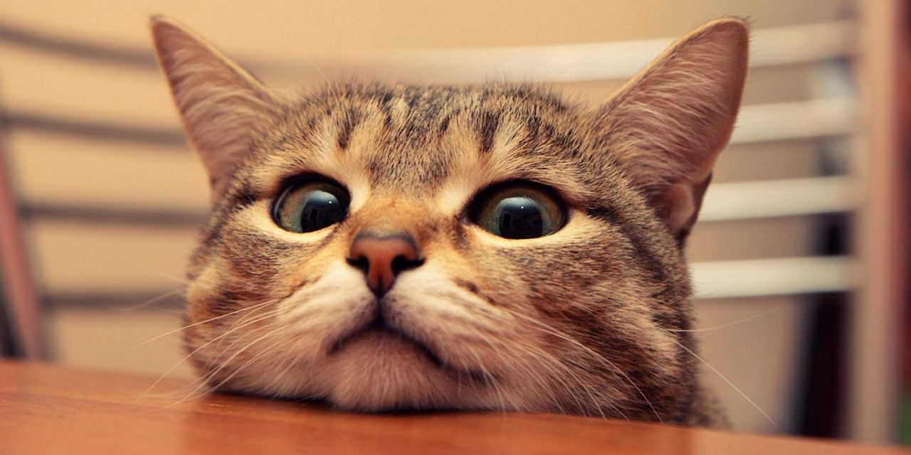 新手怎么选猫图解,新手选猫怎么避雷