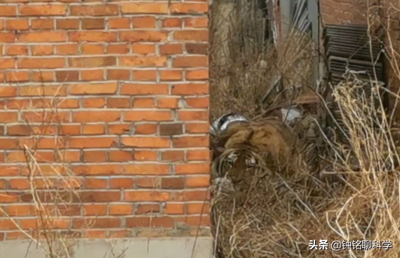 动物园人挑衅狮子,动物园游客挑衅猴子猴子拿石头