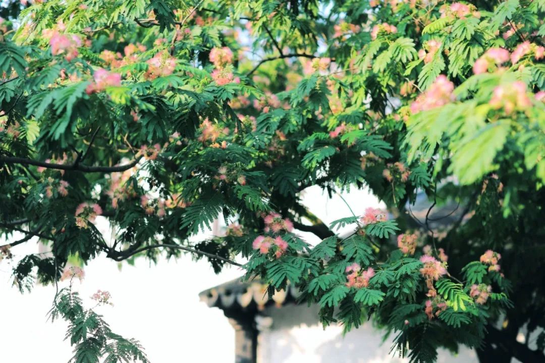 娌欏娴滅殑绱壊鑺辨捣,娌欏娴滈鏅尯鑺辨捣