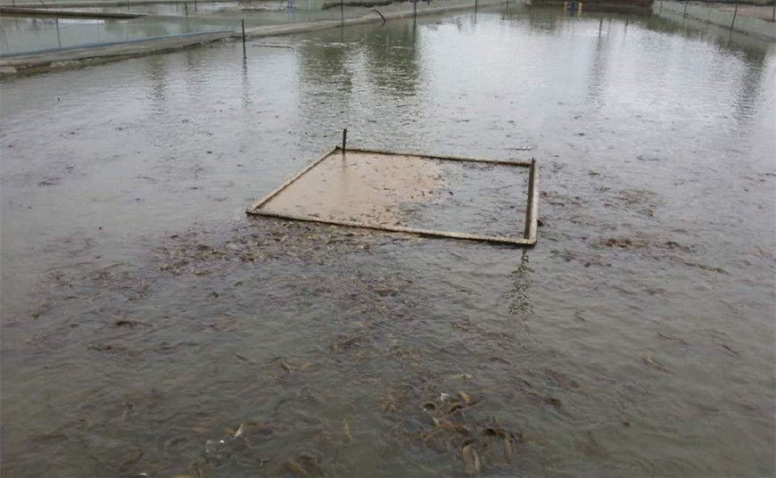 泥鳅怎么养殖成活率高,泥鳅新养殖技术和饲料配方