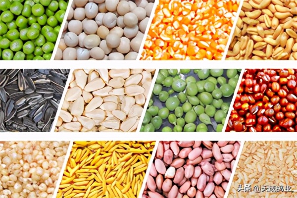 养2000只肉鸽,广东养什么肉鸽好