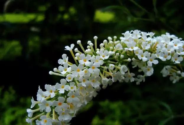 云南特产山货血三七,云南独有的44种野菜