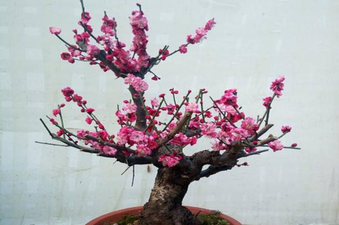 盆景红梅与野外红梅有什么区别,红梅盆景有假的吗