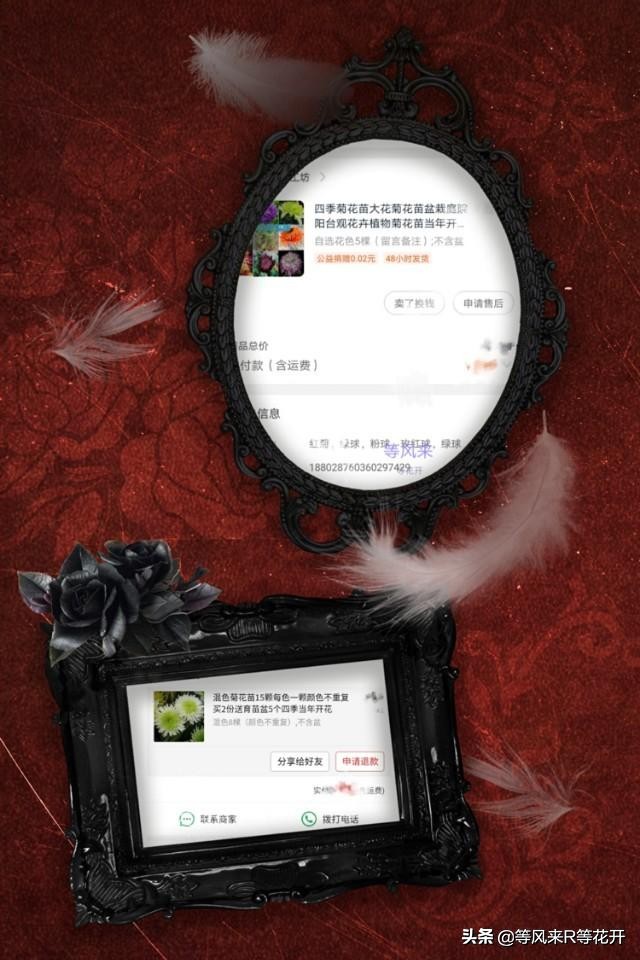 来自“神苗”的问候，记我与宿迁苗的相爱相杀—菊花