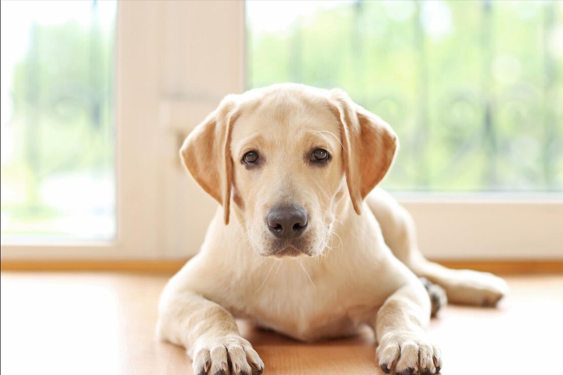 拉布拉多脾气有多好,拉布拉多脾气很暴躁的原因