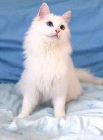 十块钱就能买一只狸花猫是真的吗,几十元的狸花猫能养吗