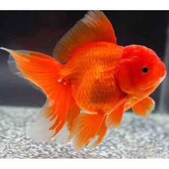 金鱼常见的种类大全,常见的十种金鱼类型有哪些