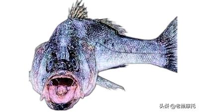 雅马哈巡鹰125和本田nx125哪个好,雅马哈摩托车巡鹰125图片