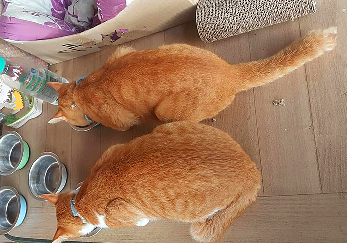 猫咪肥厚性心脏病多久可以恢复,猫咪心脏病一天不吃药有没有关系