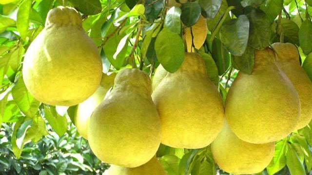 水果商贩,水果摊贩为什么不选椰子卖