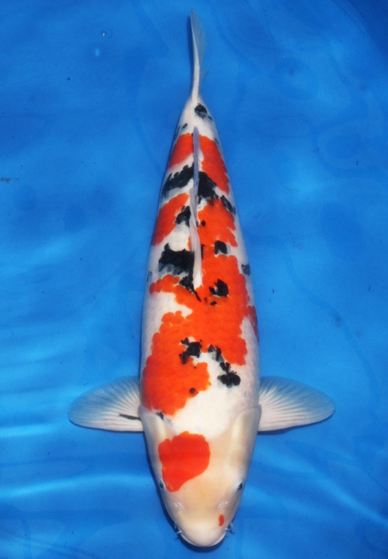 锦鲤多长时间喂一次锦鲤喂食方法,锦鲤怎么喂才知道饱了