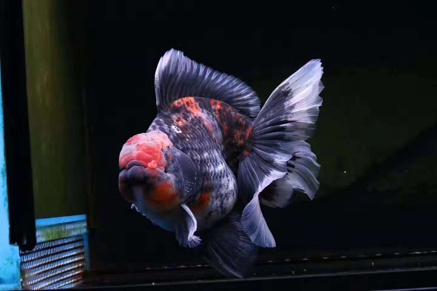 体验养鱼的快乐,金鱼繁殖期间怎么饲养