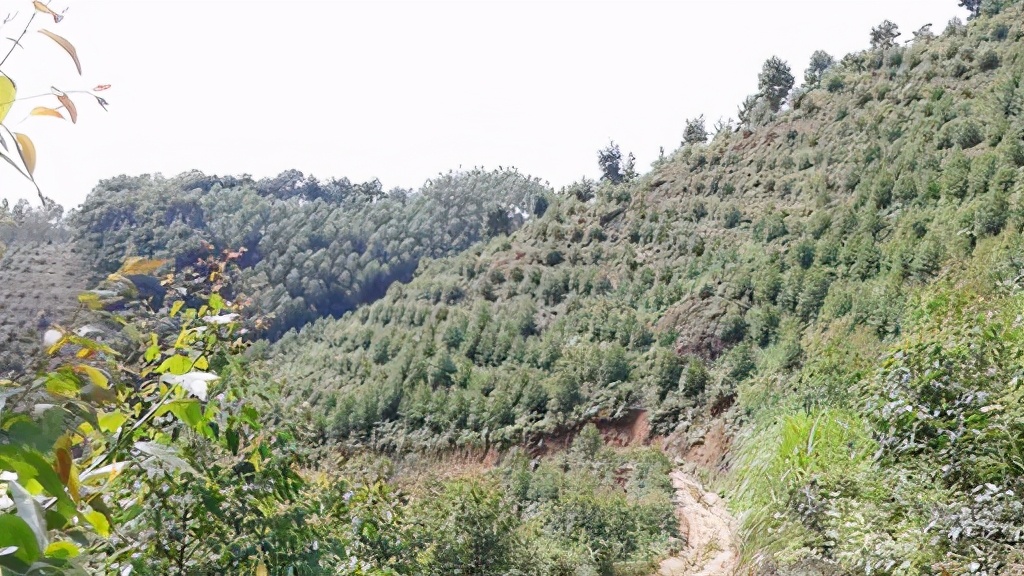 广西桉树之谜,广西摇钱树桉树