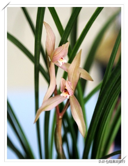 隆昌素“云顶香”险些绝迹的旧事