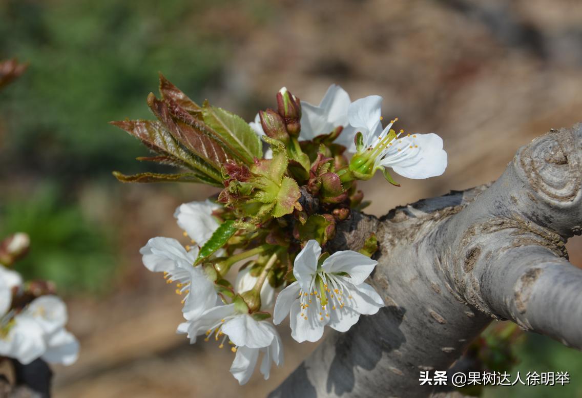 大樱桃全年管理主要防治病虫害,大樱桃开春管理