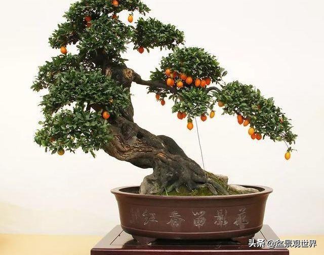 金弹子来芽后怎么管理,金弹子芽接的正确方法