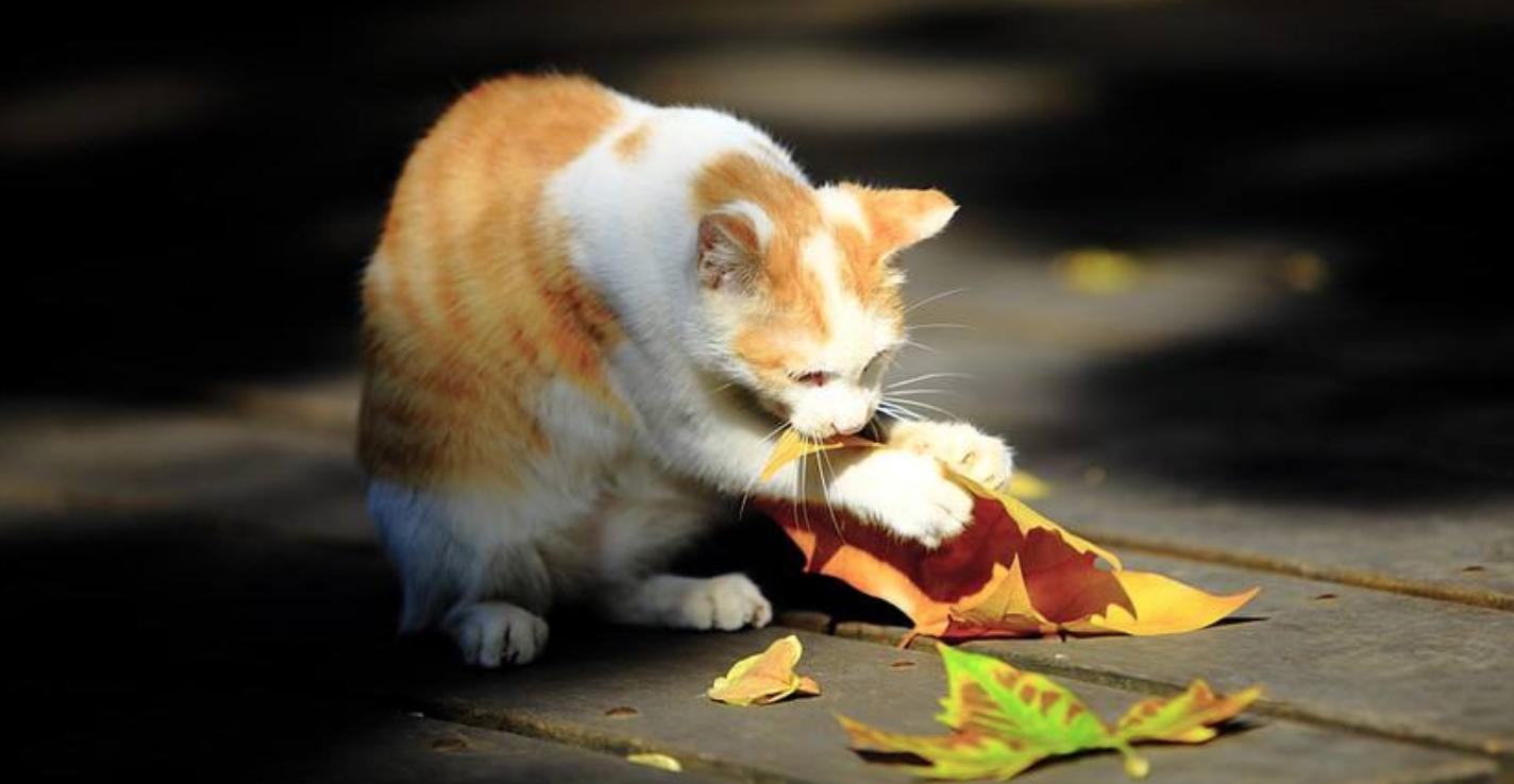 养宠小知识宠物猫咪掉毛怎么办,养宠小知识猫咪得了猫癣症状