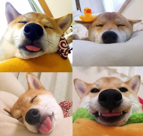 最全常见的27种狗狗你认识几种,最适合男生养的凶猛又忠诚的狗狗