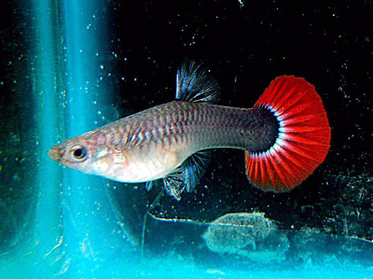 十大最好看的观赏鱼图片大全,十种最漂亮的观赏鱼图片