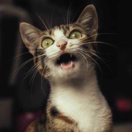 猫咪张嘴叫不出来声音怎么回事,猫咪光张嘴叫不出声是什么原因