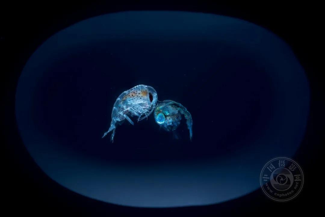 2022索尼世界摄影大赛自然类 (索尼世界摄影大赛自然组作品精选)