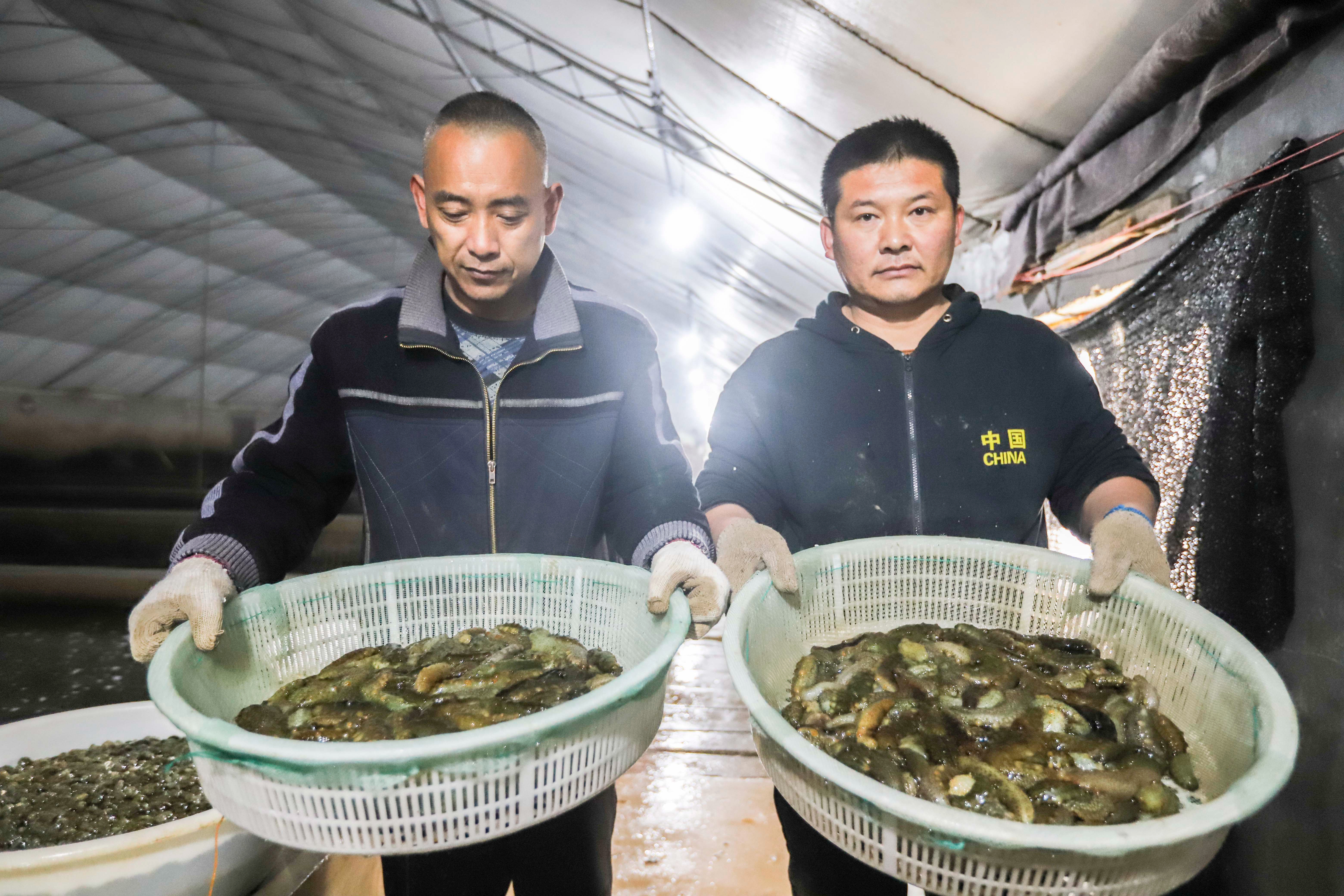 大海蔚蓝簇拥着的贡口村,灵动着纯美,播养海参和剥扇贝别具风情