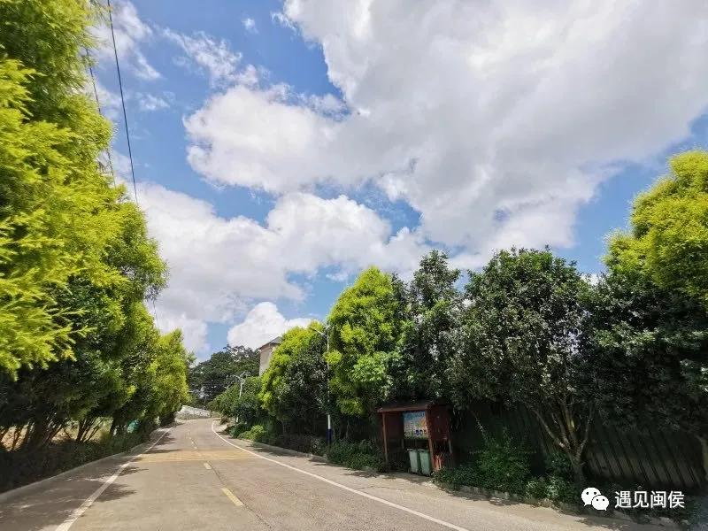 古树群下现“鸟巢书屋”，快来闽侯“悦”读一下