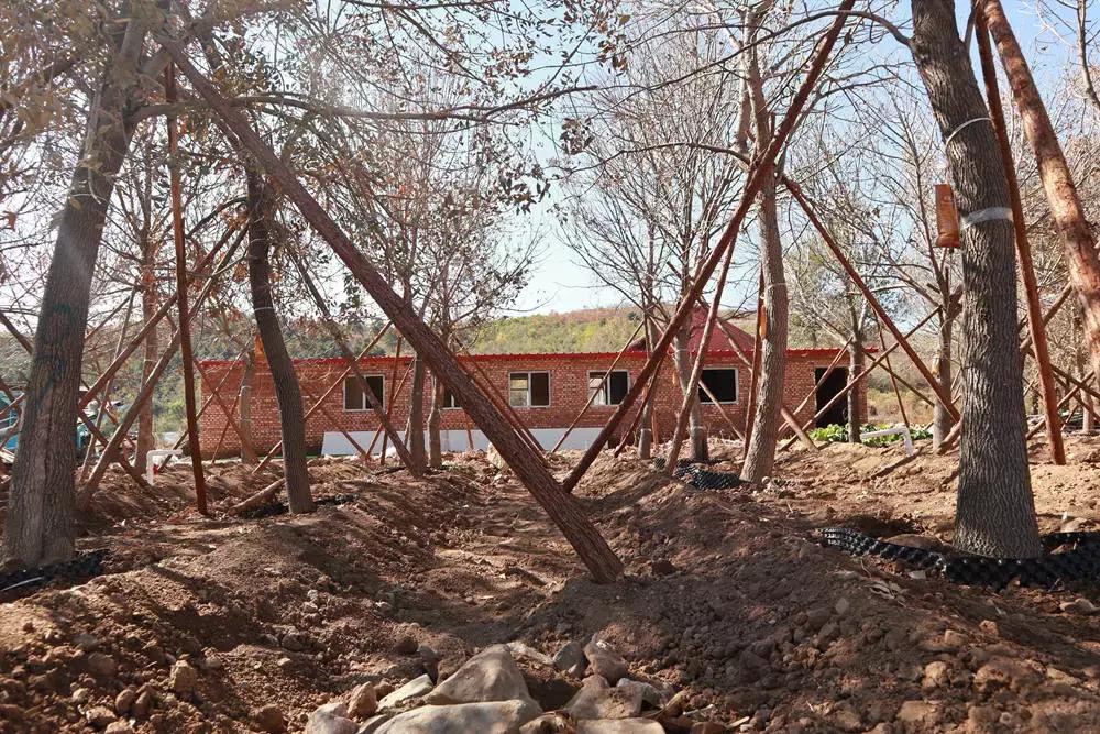 这一株白蜡，让山里人心里有了乘凉处